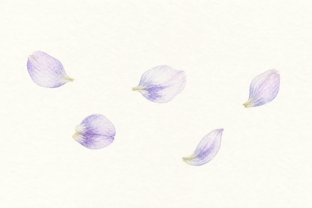 藤の花びらが舞う水彩イラスト